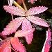 La potentille palustre fait partie des plantes semi-aquatiques, très ornementale par sa floraison estivale et son feuillage virant au rouge en automne