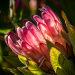 Le protÃ©a: arbuste trÃ¨s fleuri d'Afrique du Sud