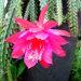 Un cactus original et colorÃ©: l'aporocactus