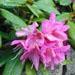 Un arbuste fleuri: le rhododendron