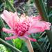 Une fleur tropicale: la rose de porcelaine