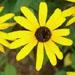 Une vivace fleurie: le rudbeckia