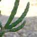 Une plante comestible: la salicorne