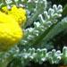 Une plante aromatique: la santoline