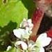 Une plante comestible: le sarrazin ou sarrasin appellÃ© aussi blÃ© noir