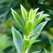 Une plante aromatique: la sarriette