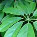 Une plante verte d'intérieur: le schefflera