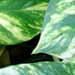 Une plante grimpante d'intÃ©rieur: le scindapsus ou pothos