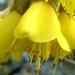 Arbuste Ã  fleurs jaunes: le sophora microphylla