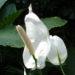 Une plante d'intérieur à fleurs blanches: le spathiphyllum