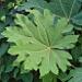 Le tetrapanax est une plante vivace moyennement rustique Ã  trÃ¨s grandes feuilles