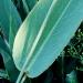 Une plante aquatique: le Thalia dealbata