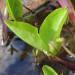 Une plante aquatique: le trèfle d'eau ou ménianthe