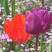 Une vivace bulbeuse: la tulipe
