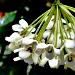 Le wattakaka est une plante grimpante Ã  fleurs et rustique