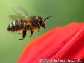 Sauvons ces abeilles si utiles