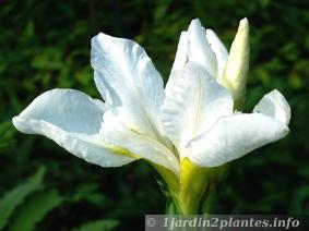 iris de florence utilisé en parfumerie