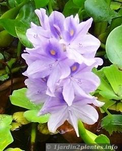 la fleur mauve de la jacinthe d'eau