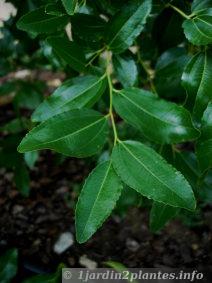 les feuilles du jujubier sont coriaces et luisantes