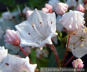 détail d'une fleur blanche de kalmia