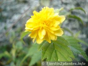 kerria japonica à fleurs doubles: kerria japonica 'pleniflora'