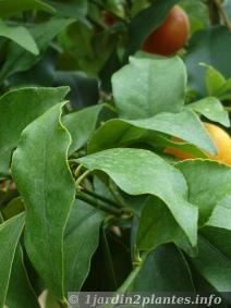 feuilles de kumquat