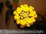 Lantana camara à fleurs jaune