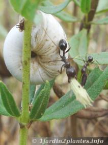 Les fourmis ont un rôle écologique. Ici, une photo du transport d'une graine de lavande
