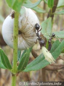 les fourmis transportent les graines de lavande