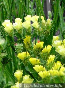 limonium sinuatum annuel utilisée pour fleurs coupées et séchées