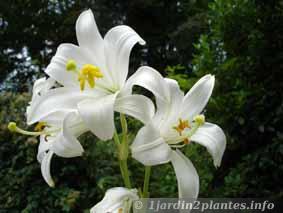 fleurs de lis blanc en Juin