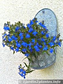 Un lobélia erinus bleu utilisé en potée suspendue