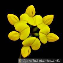lotier sauvage: lotus corniculatus