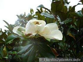 fleur de magnolia grandiflora en Juillet.