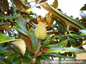 en hiver, le magnolia grandiflora porte des fruits.