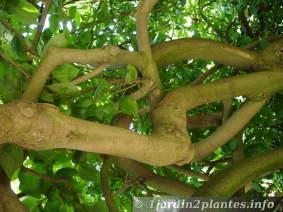 branches de magnolia soulangiana 'lennei'