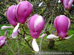 fleurs de magnolia soulangiana dès Avril