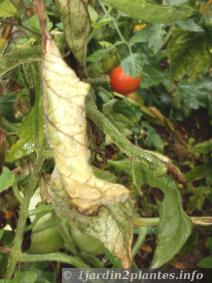En Septembre, il n'est pas rare de voir les feuilles de tomates atteintes par le mildiou