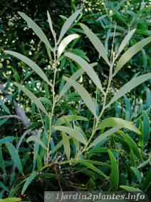mimosa à  bois noir: acacia melanoxylon originaire des foràªts humides d'Australie et naturalisé en Europe