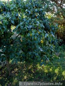 Un arbre fruitier: le nashi