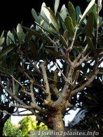 bonsai d'olivier vendu en jardinerie