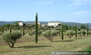 olivier en Vaucluse