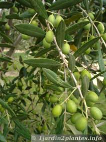 olivier et ses olives en Aoà»t