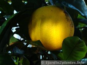 Oranger de Jaffa