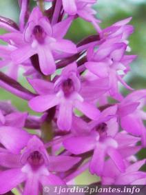 orchidee-sauvage-france-1
