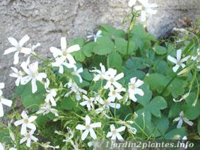 floraison d'oxalis blanc en Juillet