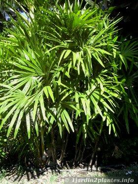 palmiers bambou en pleine terre