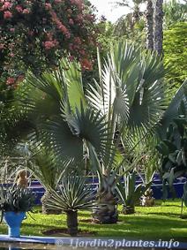 On remarque les énormes feuilles du palmier Bismarckia