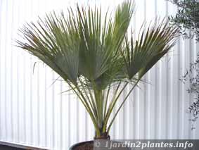 palmier en pot en jardinerie