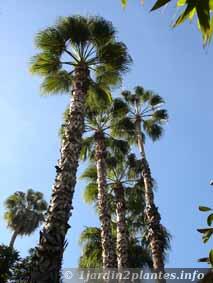 palmier de Californie au Maroc